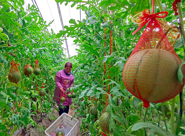 <strong>“谷雨时节，农发科技西瓜品种培育实验分时段实施</strong>